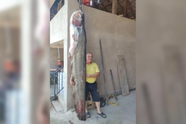 BORSKI ALAS IZVUKAO SOMINU KAPITALCA KAKVOG U ŽIVOTU NIJE VIDEO: Borba trajala 5 sekundi, ali je pobedio! (VIDEO)