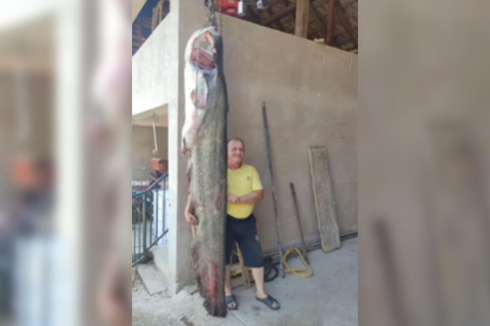 BORSKI ALAS IZVUKAO SOMINU KAPITALCA KAKVOG U ŽIVOTU NIJE VIDEO: Borba trajala 5 sekundi, ali je pobedio! (VIDEO)