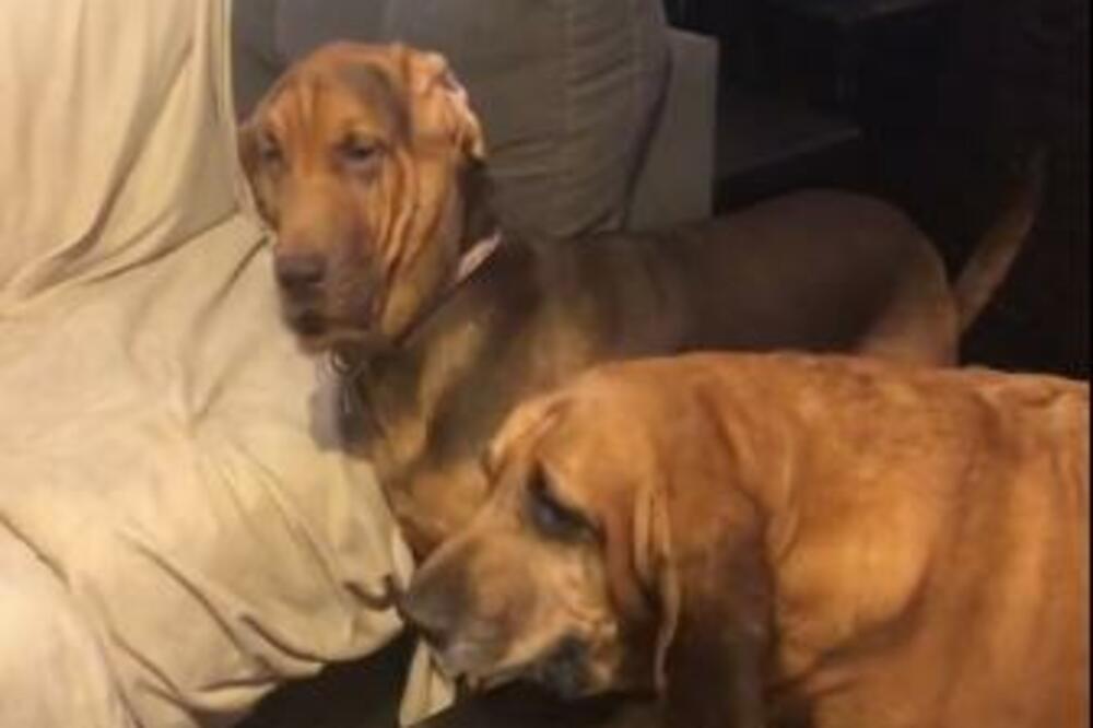 SNIMAK NA KOME SE DVA PSA PONAŠAJU KAO LJUDI JE NEVEROVATAN: Reakcije su URNEBESNE, POGLEDAJTE (VIDEO)