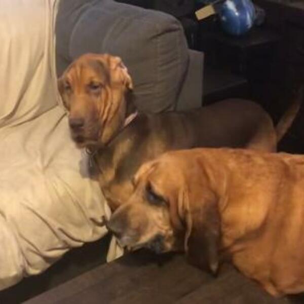 SNIMAK NA KOME SE DVA PSA PONAŠAJU KAO LJUDI JE NEVEROVATAN: Reakcije su URNEBESNE, POGLEDAJTE (VIDEO)