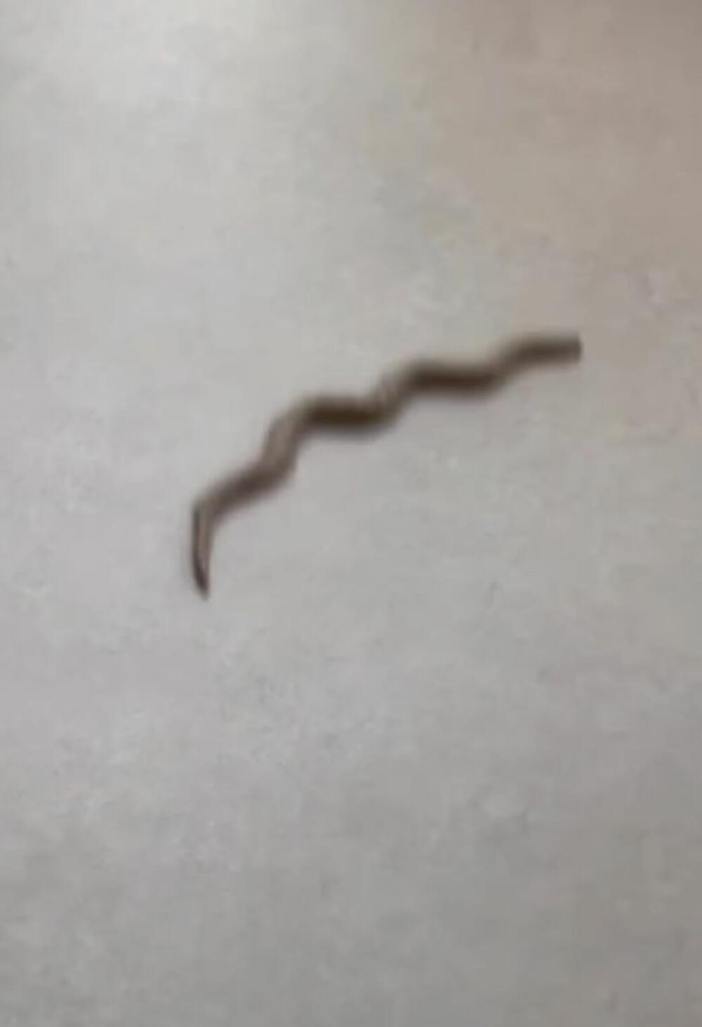 Miloš Biković zatekao zmiju u teretani