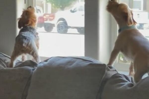 POČELI DA CVILE I PLAČU JER SU OSTALI BEZ VLASNICE: A onda je ušla ona, a njihova reakcija je neprocenjiva (VIDEO)