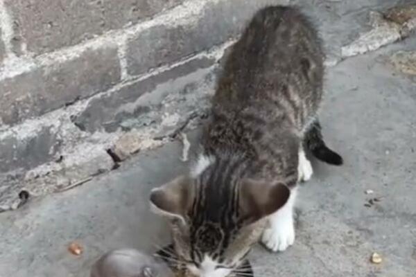 POGLEDAJTE KAKO IZGLEDAJU TOM I DŽERI U STVARNOM ŽIVOTU: Uhvaćeni su na delu, nije realno šta rade (VIDEO)