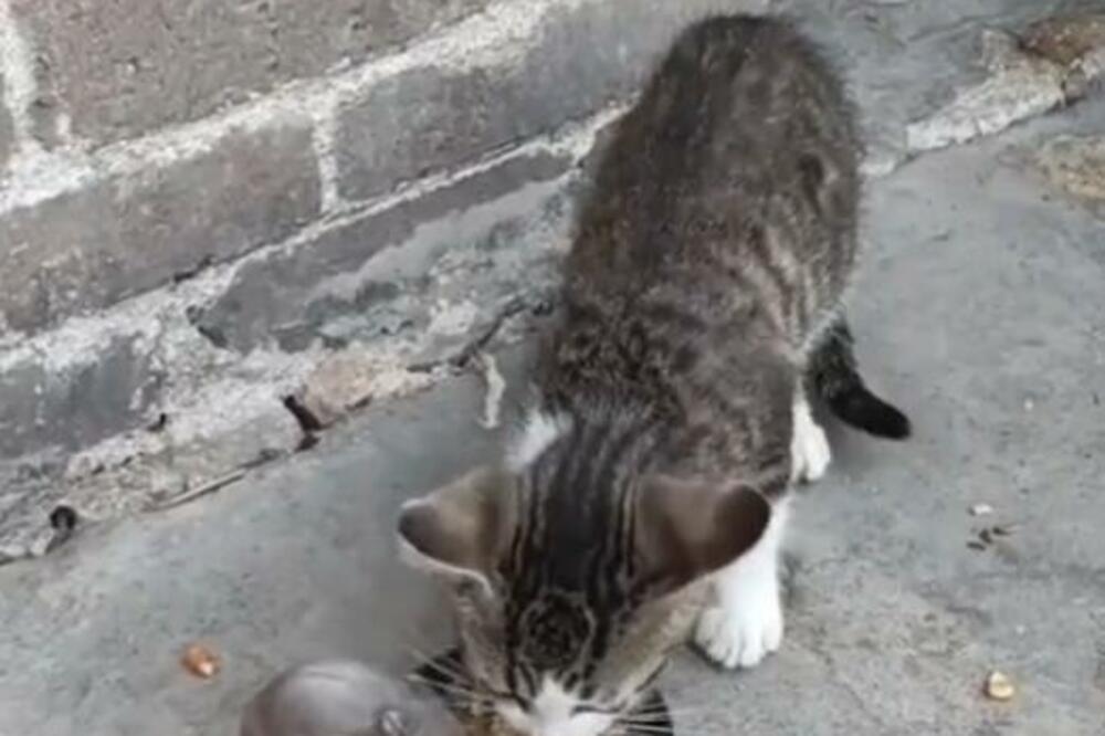 POGLEDAJTE KAKO IZGLEDAJU TOM I DŽERI U STVARNOM ŽIVOTU: Uhvaćeni su na delu, nije realno šta rade (VIDEO)