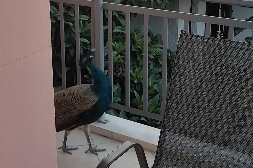 SRBINA U GRČKOJ NA TERASI SAČEKALO IZNENAĐENJE: Dohvatio četku za WC šolju, a onda UGLEDAO NJIH! (FOTO)