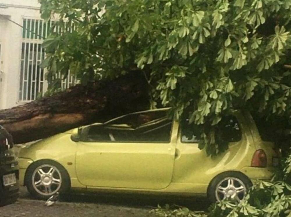 Nevreme, Oluja, Drvo palo na auto
