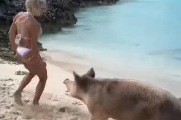 EVO KAKO JE IZGLEDALA ZADNJICA ŽENE KOJU JE NAPALA SVINJA: Tada nije ODOLELA da UGRIZE, a ne biste ni VI sada