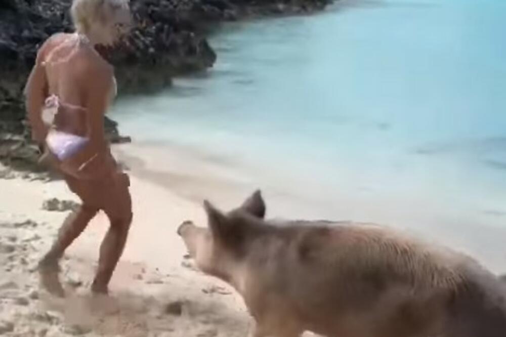 EVO KAKO JE IZGLEDALA ZADNJICA ŽENE KOJU JE NAPALA SVINJA: Tada nije ODOLELA da UGRIZE, a ne biste ni VI sada