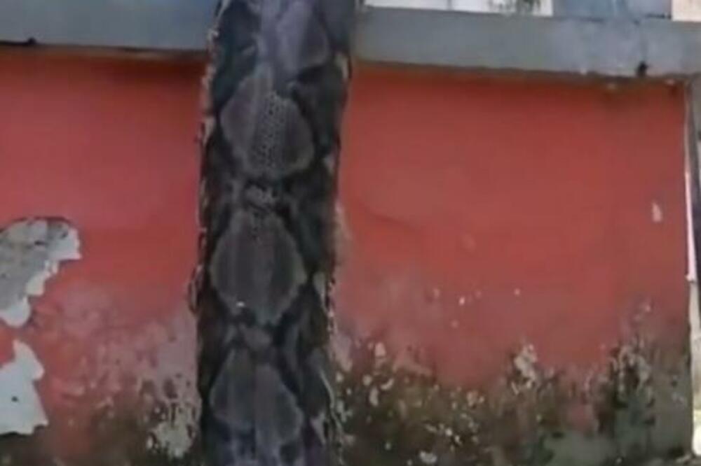 IZAŠLI SU U DVORIŠTE I ZALEDILI SE U MESTU: Od prizora stao im je dah, ČUDOVIŠTE JE SAMO GMIZALO PO ZIDU (VIDEO)