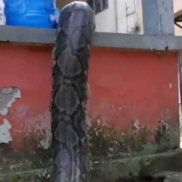 IZAŠLI SU U DVORIŠTE I ZALEDILI SE U MESTU: Od prizora stao im je dah, ČUDOVIŠTE JE SAMO GMIZALO PO ZIDU (VIDEO)