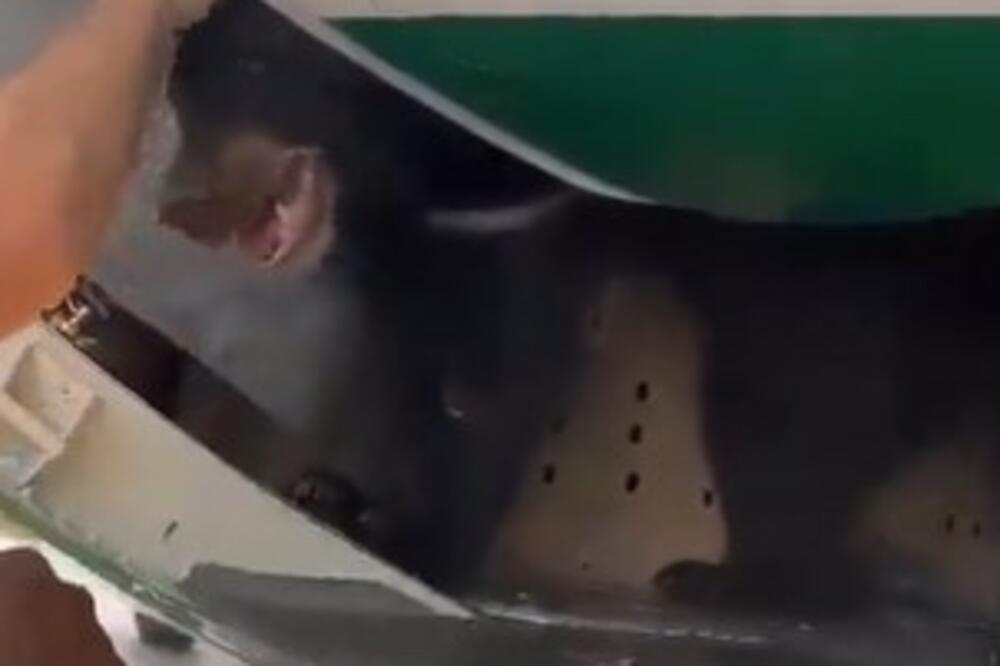 MEDVED ZALUTAO MEĐU PUTNIKE U AVIONU: Ljudi ga mazili, snimak ODUŠEVIO CEO SVET! (VIDEO)