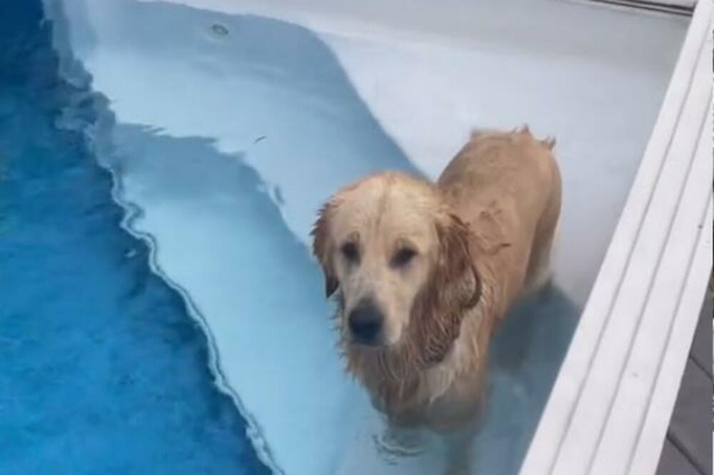 VRIŠTAĆETE OD SMEHA KADA BUDETE VIDELI ŠTA RADI OVAJ PAS: Vlasnik ga JEDVA iskontrolisao, komšije IZNEVEROVALE