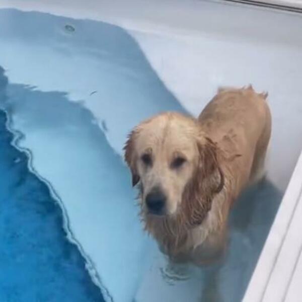 VRIŠTAĆETE OD SMEHA KADA BUDETE VIDELI ŠTA RADI OVAJ PAS: Vlasnik ga JEDVA iskontrolisao, komšije IZNEVEROVALE