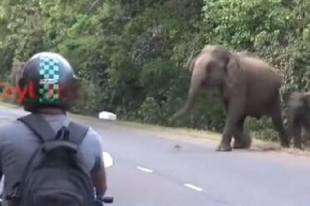 SLON IZLETEO PRED MOTOCIKLISTE, I NAPRAVIO OVO: Reakcija jednog od vozača je URNEBESNA (VIDEO)