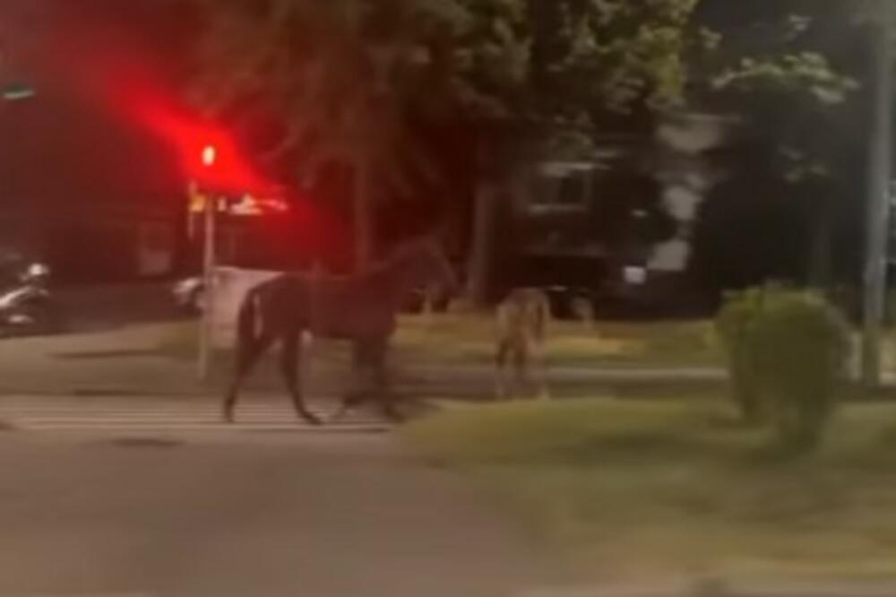 NESVAKIDAŠNJA NEZGODA U BEOGRADU: Devojka se kolima ZAKUCAMA u KONJA na Konjarniku! (VIDEO)