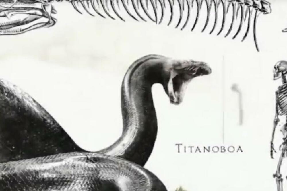 OVAKO JE IZGLEDALA PRAISTORIJSKA ZMIJA: Glava joj je toliko VELIKA da bi mogla da proguta čoveka u ZALOGAJU (VIDEO)