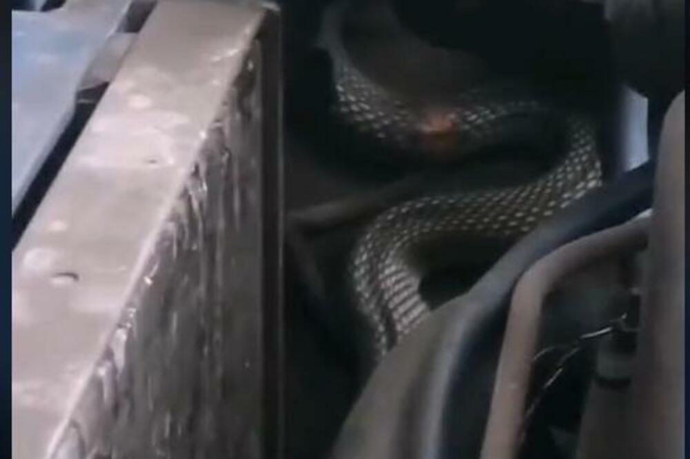 "AŽDAJA SE UŠUNJALA" ISPOD HAUBE ČOVEKU IZ SMEDEREVA: Otvorio LADU i imao ŠTA da VIDI - HOROR (VIDEO)