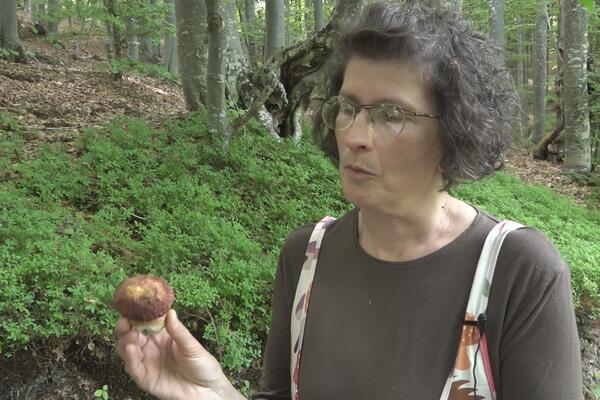 UŽIČANKA NAPUSTILA NOVINARSTVO I POČELA DA BERE PEČURKE: Sada sprema đakonije od šumskog pileta (FOTO)