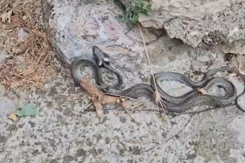 ČOVEK PRONAŠAO OGROMNU ZMIJU U OVOM GRADU U SRBIJI: Neverovatan snimak iz SAMOG CENTRA, da se naježiš (VIDEO)