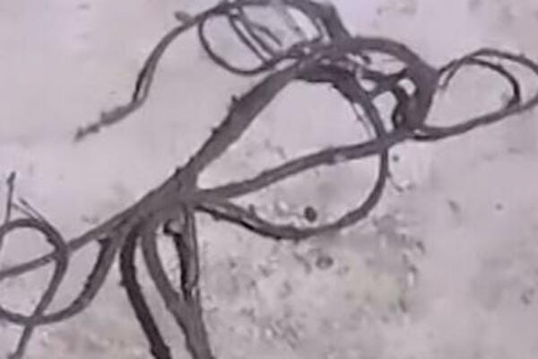 DOŠAO JE KUĆI I UGLEDAO NEŠTO U MRAKU: Kada je video kakav STVOR se MIGOLJI PO PODU, nije mu bilo dobro (FOTO)