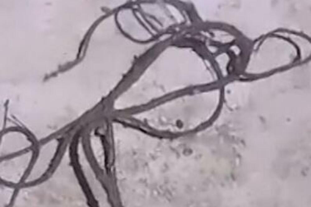 DOŠAO JE KUĆI I UGLEDAO NEŠTO U MRAKU: Kada je video kakav STVOR se MIGOLJI PO PODU, nije mu bilo dobro (FOTO)