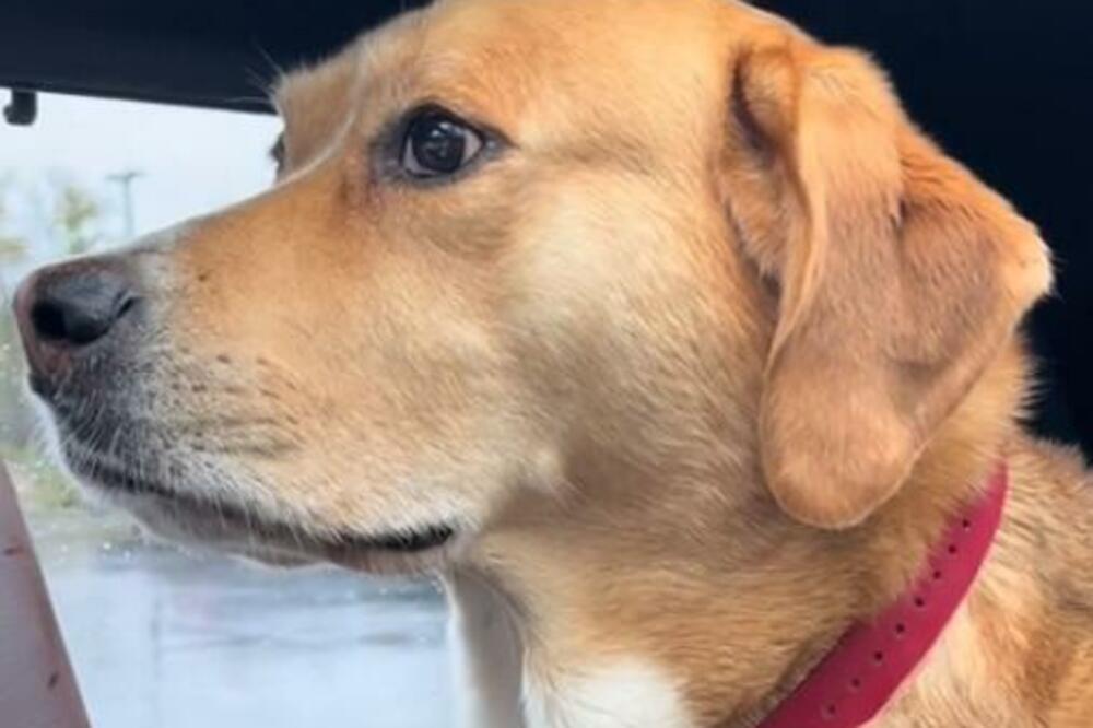 INTERNET URLA ZBOG REAKCIJE OVOG PSA, NIJE OVO NIKAKO OČEKIVAO: Lagana vožnja autom UBRZO mu je PRESELA (VIDEO)