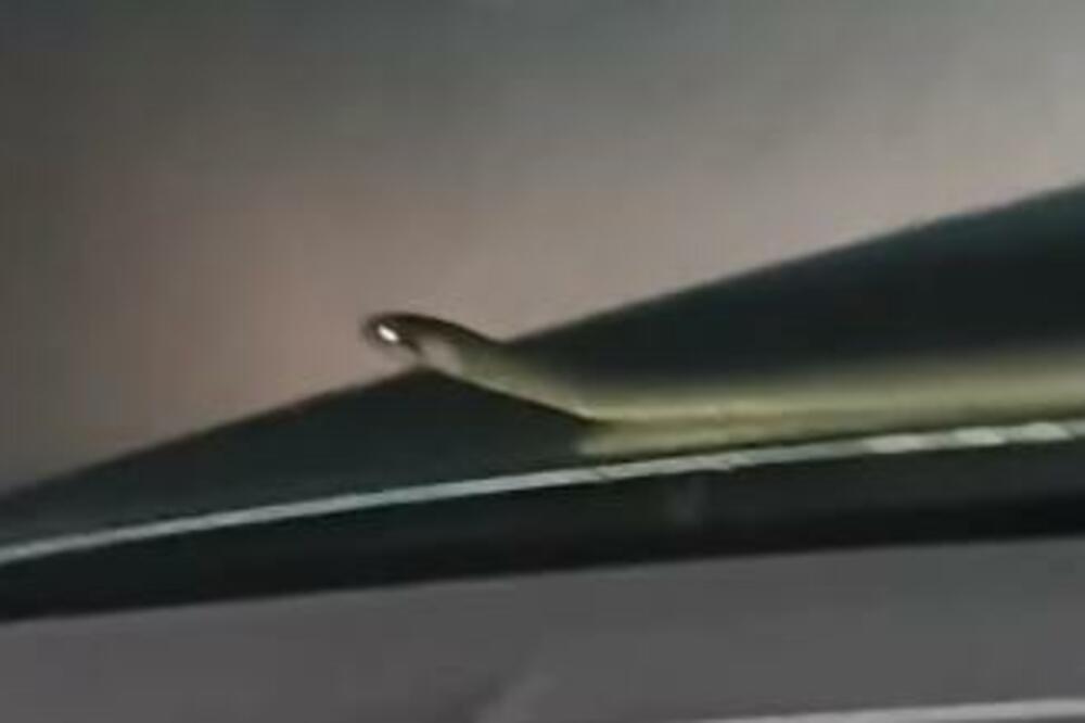 ZMIJA IZAŠLA IZ HAUBE U VOŽNJI: Horor na ŽABLJAKU, neko bi SKRENUO SA PUTA (VIDEO)