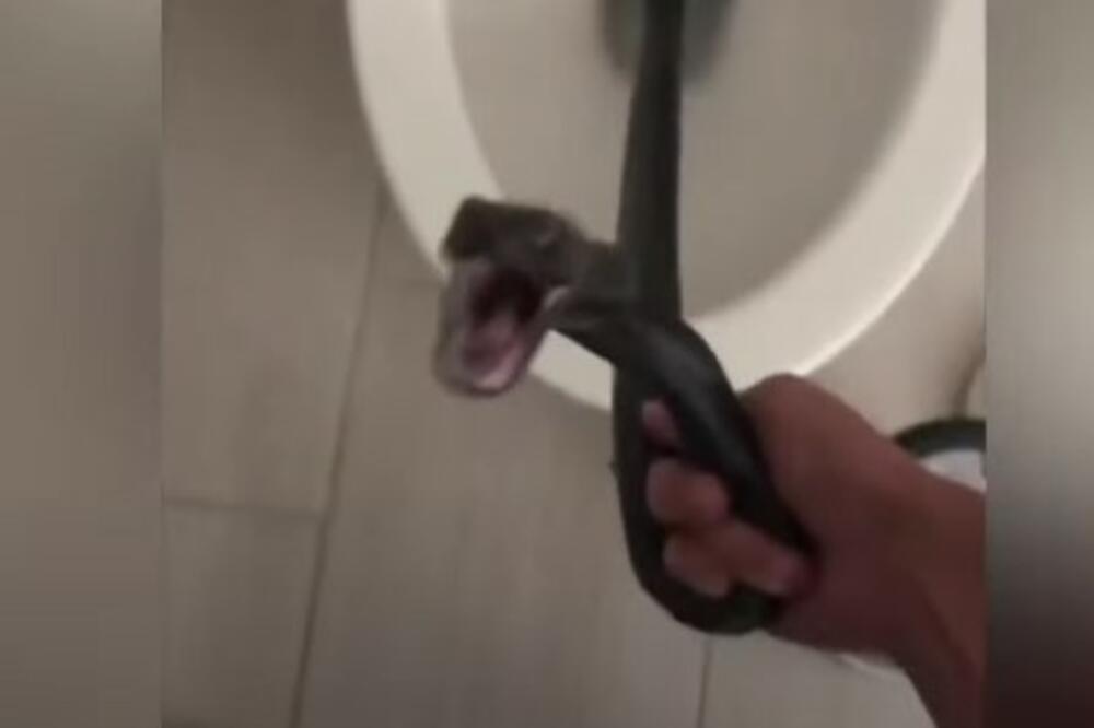 DVA DANA SE BORILI SA ZMIJOM U WC ŠOLJI: Ona siktala od besa, ali se na kraju predala, DA SE NAJEŽIŠ! (VIDEO)