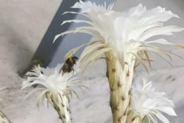 OVAJ MAGIČNI CVET CVETA SAMO JEDNU NOĆ U GODINI: Jedan je od NAJSKUPLJIH na svetu