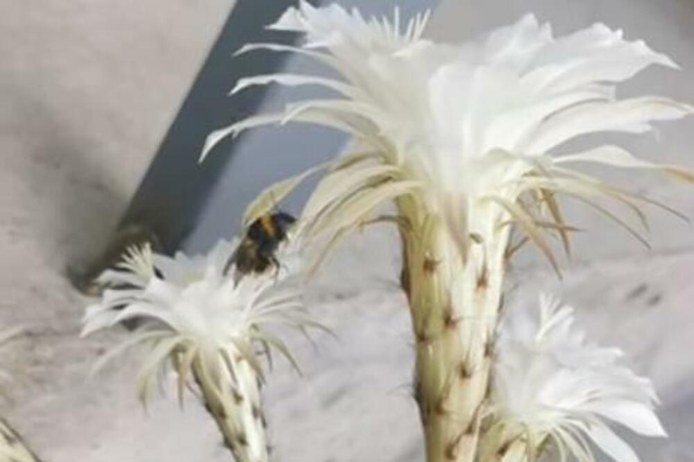 OVAJ MAGIČNI CVET CVETA SAMO JEDNU NOĆ U GODINI: Jedan je od NAJSKUPLJIH na svetu