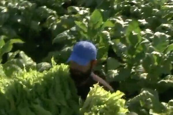 DOLAZE U NJIVU PO MRAKU, RANO UJUTRU VEĆ IDU KUĆI: Dobri i kvalitet i ZARADA ZA OVU KULTURU!