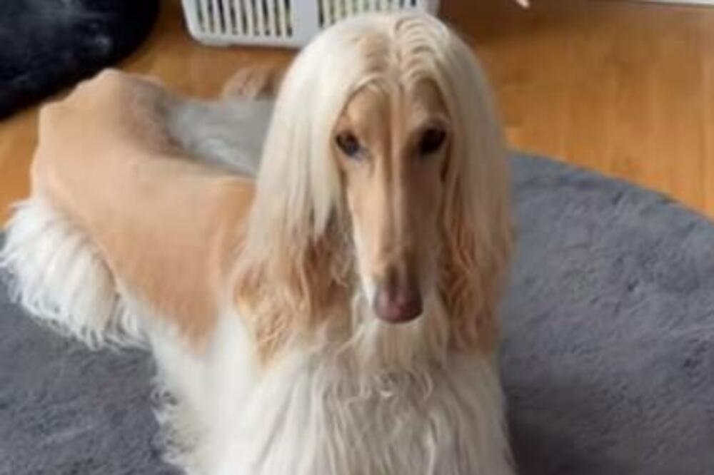 STUDIJA OTKRILA KOJA RASA PASA JE NAJMANJE INTELIGENTNA: Izgledaju prelepo i svi ih vole, ali teški su za ČUVANJE