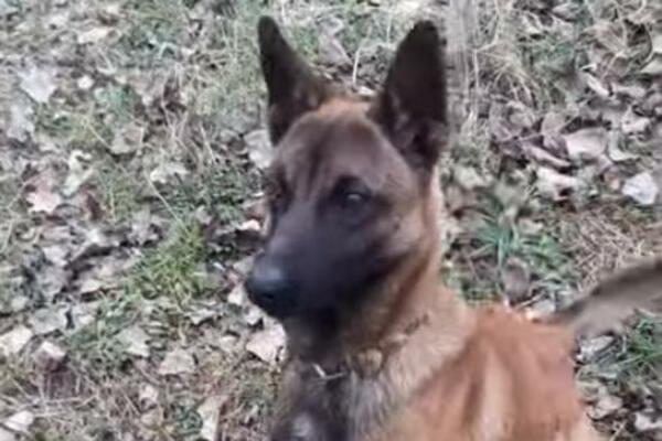 NAUČNICI OTKRILI KOJA RASA PASA JE NAJPAMETNIJA NA SVETU: Ako planirate PORODICU, oni su najbolji IZBOR