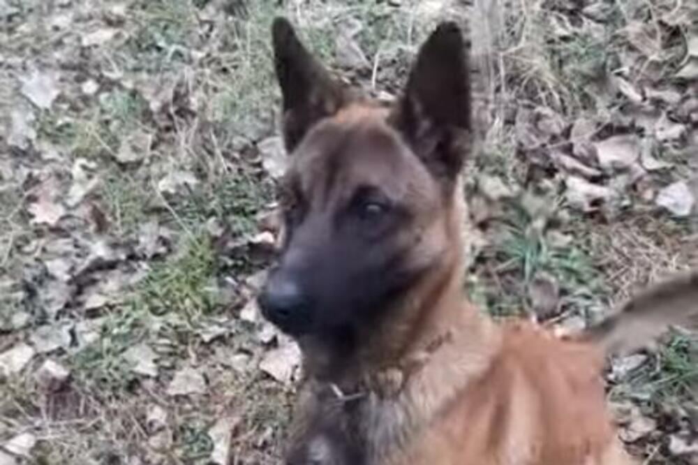 NAUČNICI OTKRILI KOJA RASA PASA JE NAJPAMETNIJA NA SVETU: Ako planirate PORODICU, oni su najbolji IZBOR