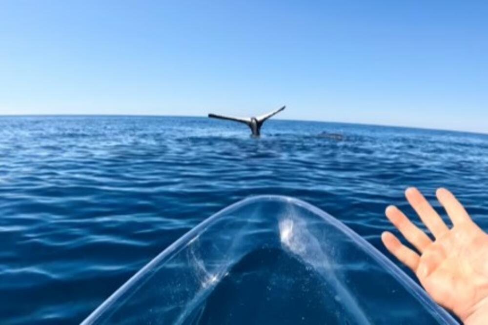 NE, NIJE FOTOMONTAŽA: Kit se "zamrzao" u moru, deluje kao da radi stoj na "rukama" (VIDEO)