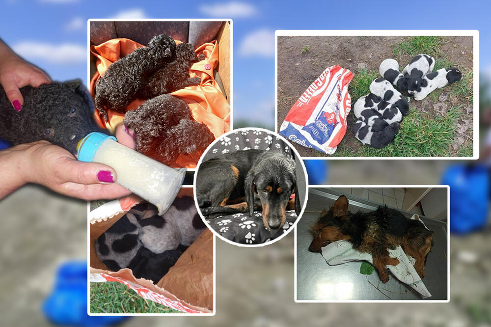 OVDE SU KUCE NA SIGURNOM: Udruženje iz Zrenjanina pomaže štencima, prizori kidaju dušu, BAČENI SU KAO SMEĆE (FOTO)
