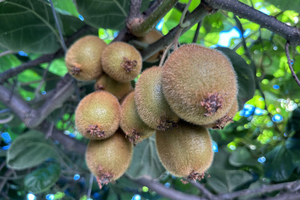 AKO POJEDETE KIVI ZA DORUČAK, OVE STVARI ĆE SE DESITI SA VAŠIM TELOM: Osetićete PREDNOSTI koje niste nikad