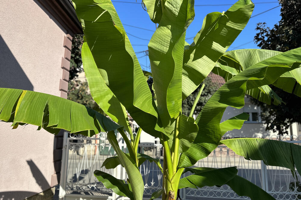 U CENTRU ČAČKA RODILO PREKO 200 KILOGRAMA OVE TROPSKE VOĆKE: Snežana plodove POKLANJA VRTIĆIMA! (FOTO)