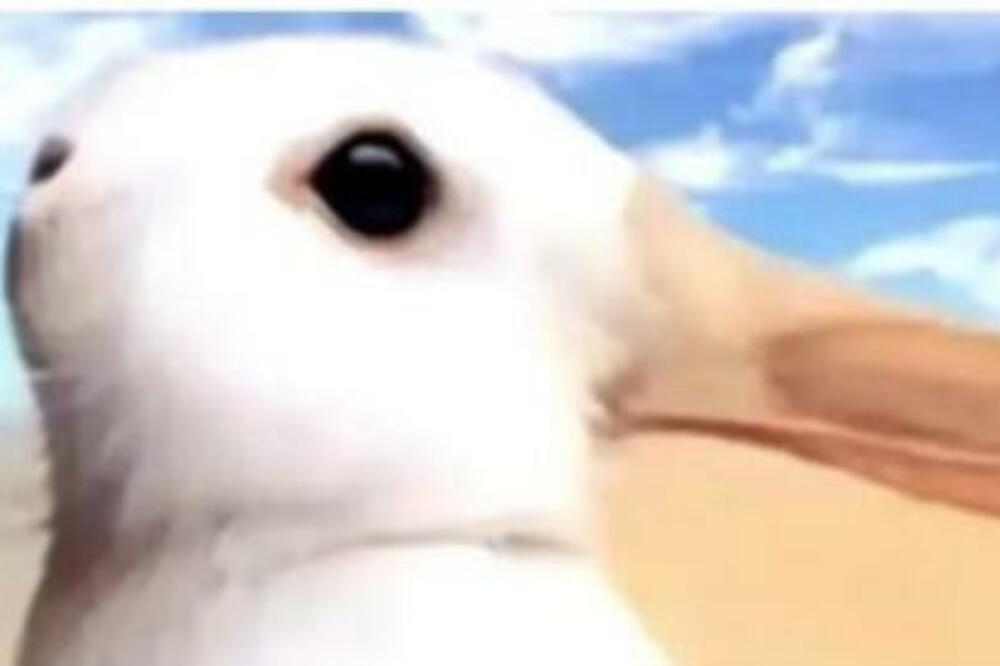 OVA ILUZIJA STARA JE 100 GODINA I OTKRIĆE VAM ŠTA STE: Da li vidite ZECA ili PATKU NA SLICI (FOTO)