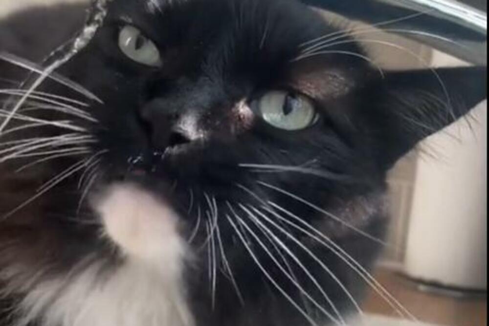 SVE ŽENE U STAROJ JUGI SU KORISTILE MAČIJU TRAVU ZA OVO: Kada čujete KOLIKO JE DOBRA odmah ćete je POSADITI