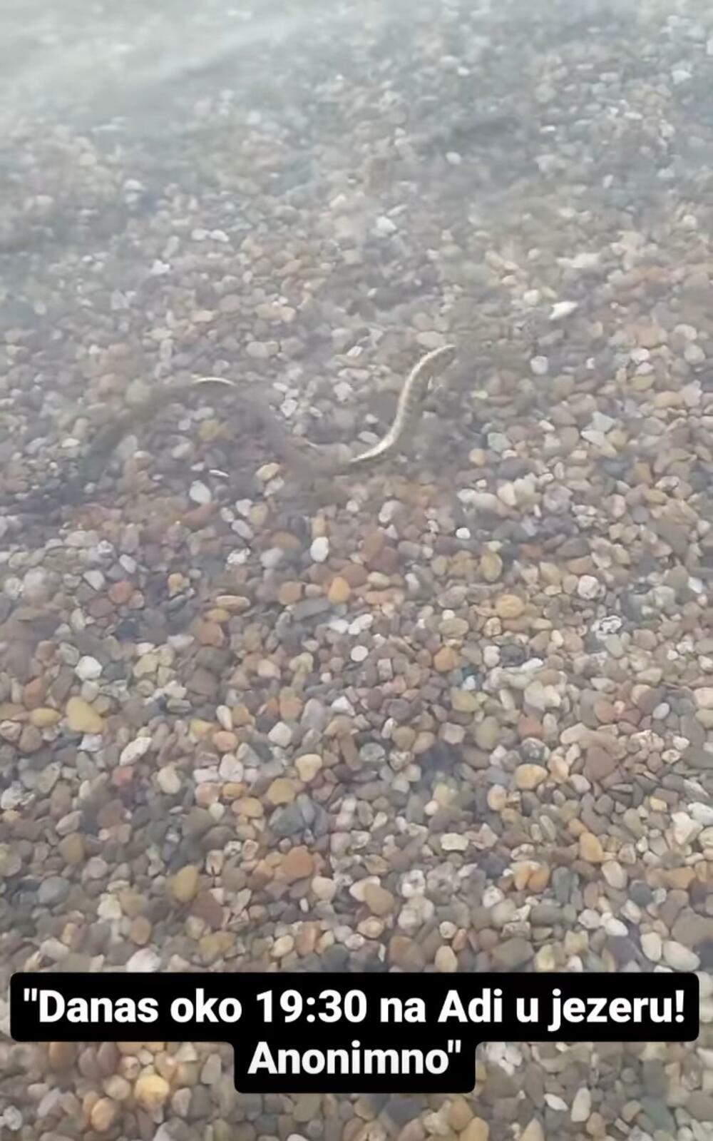 Zmija u vodi na Adi