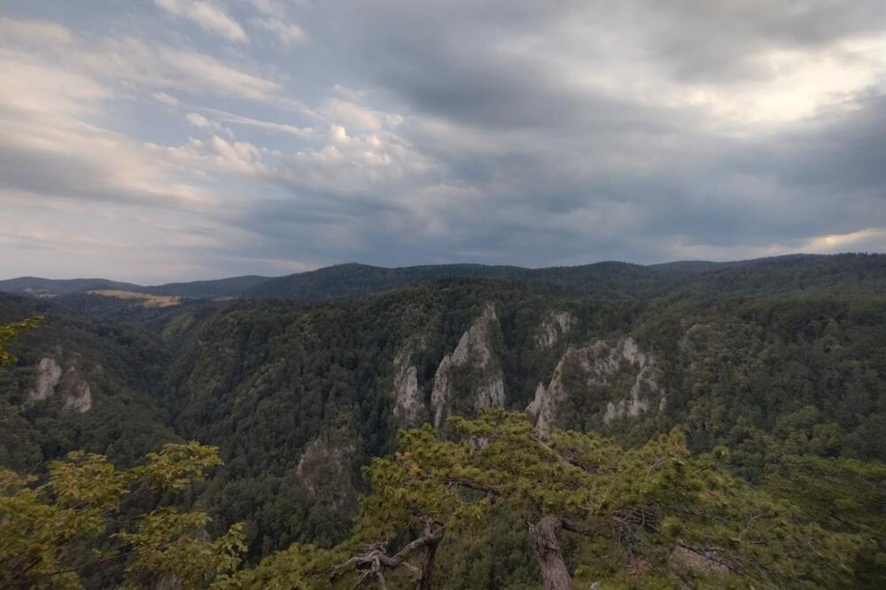NIJE DŽUNGLA VEĆ JEDNA SRPSKA PLANINA: Fotka JEZIVOG STVORENJA uznemirila Srbe,da li je REALNO da OVOGA ima kod nas