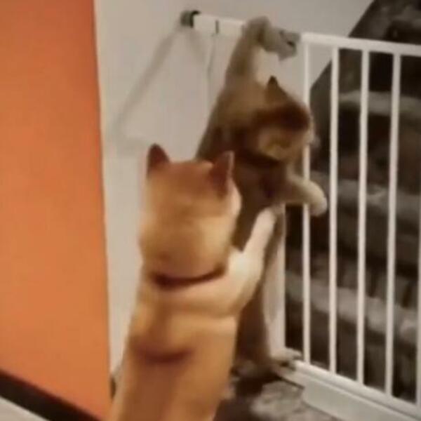 SNIMAK SA TIK TOKA KOJI LJUDI DELE KAO BLESAVI: Pas i mačka SAUČESNICI U ZLOČINU, ona skače dok on PRIDRŽAVA(VIDEO)