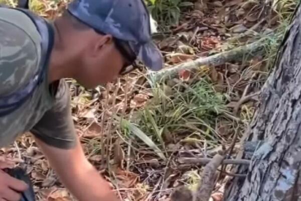 ŠETAO JE KROZ ŠUMU I NALETEO NA MALO STVORENJE PORED DRVETA: Kada se sagao ugledao je KANDŽU ispred nosa (VIDEO)