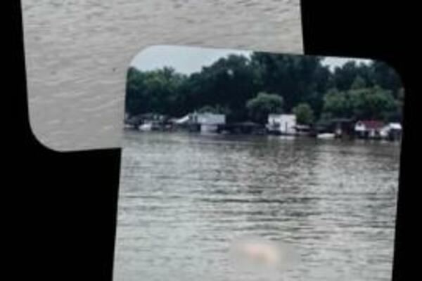 JEZIV PRIZOR NA SAVI: Matica nosi MRTVU SVINJU (FOTO)