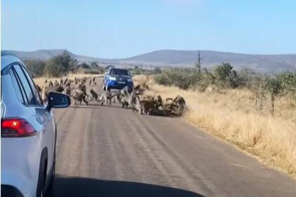 NEVEROVATNA SCENA ZABELEŽENA NA PUTU! Nastala OPŠTA TUČA, predatora "izmlatili" za sva vremena (VIDEO)