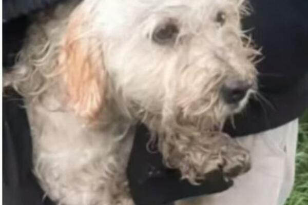 MOKAR PAS JE LEŽAO NA SAMOJ IVICI PUTA I TRESAO SE OD ZIME: Gledali su kako UMIRE, a onda se desilo OVO (VIDEO)