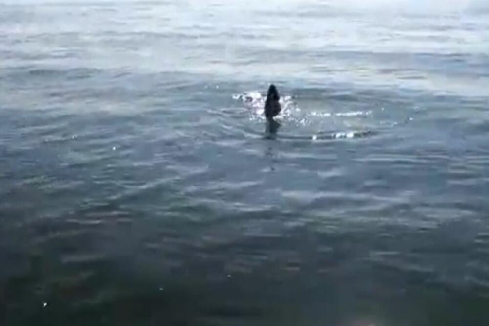 Dečak (13) zabacio udicu i nakon nekoliko minuta bio oči u oči s MORSKOM ZVERI: Jedva došao sebi od prizora!