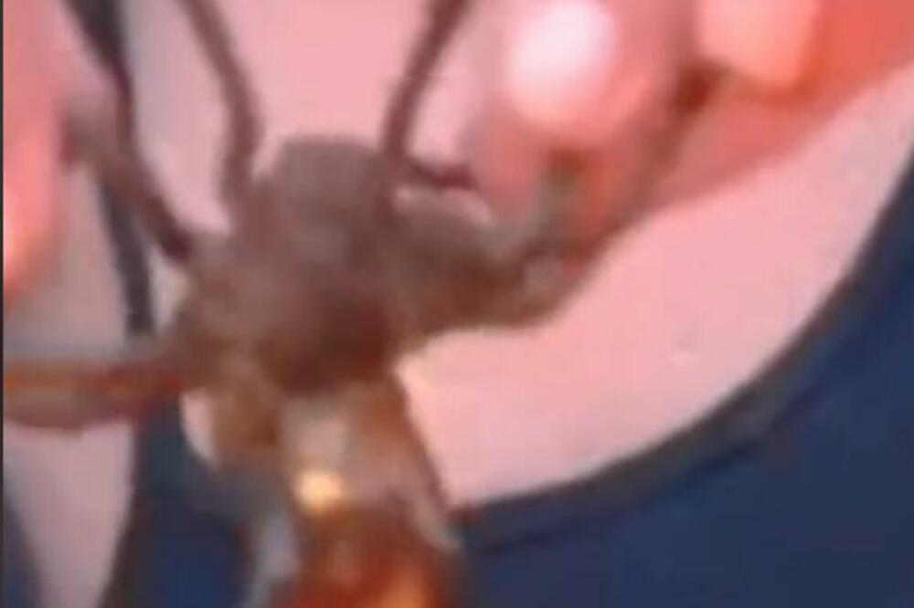 CEO TIK TOK SE ZGROZIO OVIM SNIMKOM: Mlada Korejka ni manje ni više NEGO OVO radi sa PAUKOM, ŠOKIRAĆE VAS