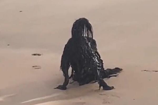 NE, NIJE FATAMORGANA, DOBRO NAPILJITE OČI: Turistu užasnulo "ČUDOVIŠTE", a ovo je PRAVA ISTINA! (VIDEO)